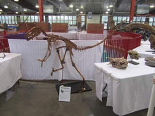 Charger l'image dans la galerie, Dinosaur rental package #2026