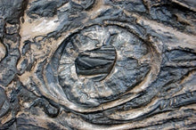 Load image into Gallery viewer, Ichyosaurus skeleton cast 48 inches long replica (TMF ICHTY 48")