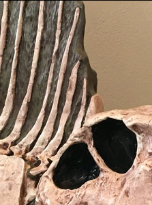 Dimetrodon skeleton cast replica 2025