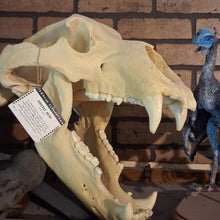 Load image into Gallery viewer, Bear: Grizzly Bear skull Cast Replica Bone Clones (updated 2025)