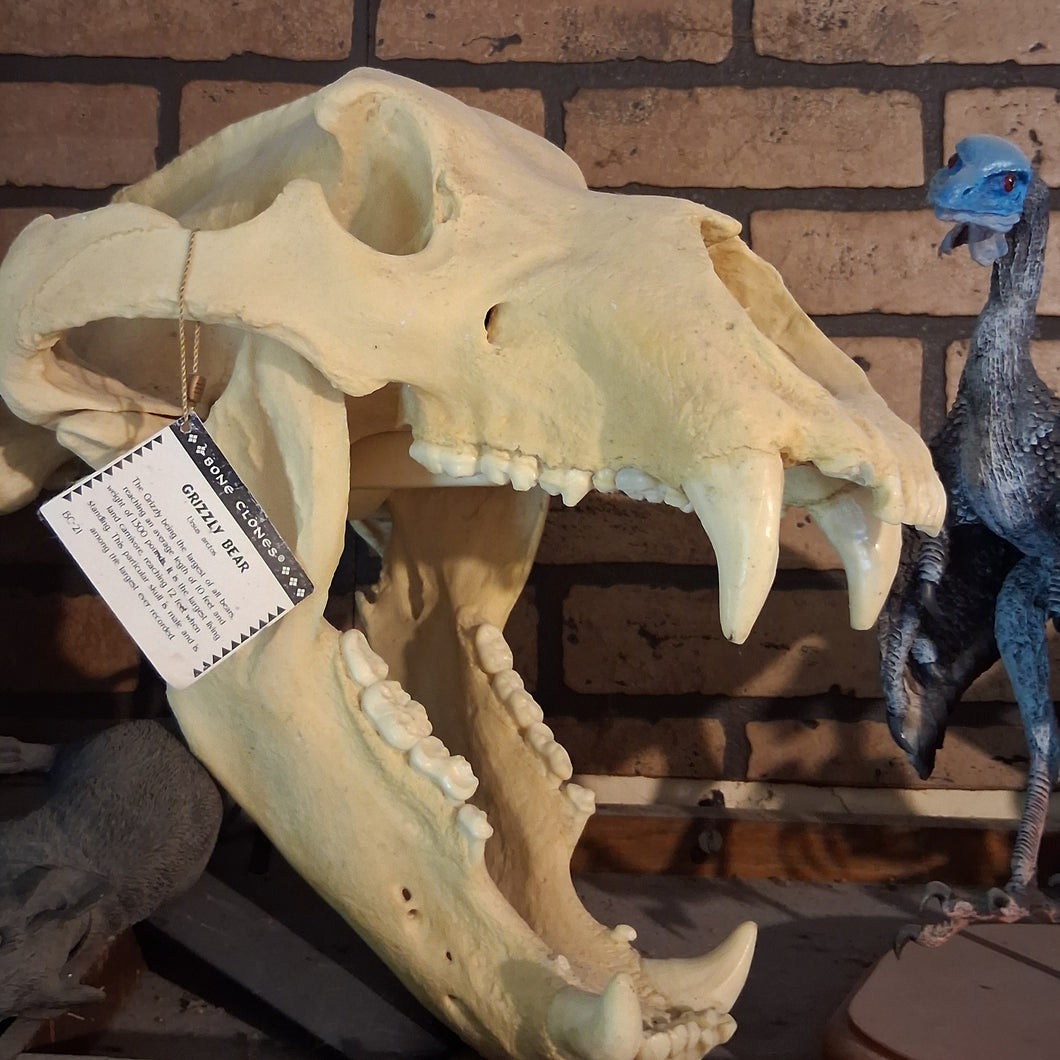 Bear: Grizzly Bear skull Cast Replica Bone Clones (updated 2025)