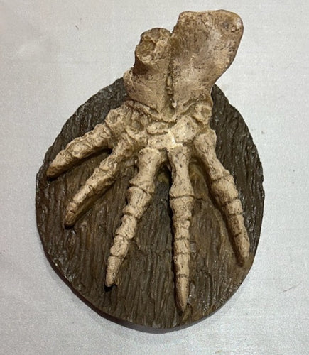Dimetrodon Foot cast replica