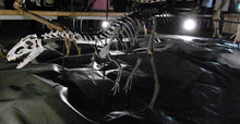 Charger l'image dans la galerie, Dinosaur rental package #June 2026