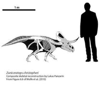 Load image into Gallery viewer, Zuniceratops dinosaur skeleton Rental item