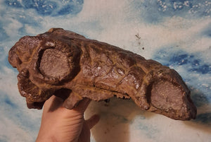 Pawpawsaurus Nodosaurid Ankylosaur skull (lacking mandible) Dinosaur Ankylosaurus skull cast replica