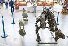 Charger l'image dans la galerie, Dinosaur rental package #2026