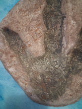 Laden Sie das Bild in den Galerie-Viewer, Dinosaur Large Footprint Track Cast Replica Carnosaur Jurassic Virginia replica Theropod Grallator