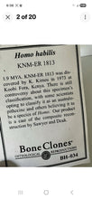 Load image into Gallery viewer, KNM-ER 1813

Homo habilis cast replica Full-size Bone Clones 2026