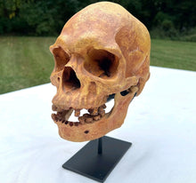 Charger l'image dans la galerie, Human Male Australian Aboriginal Skull Painted
BC-031P Bone Clones (2026)