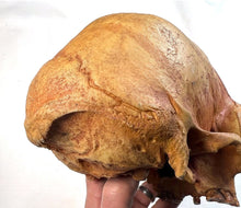 Charger l'image dans la galerie, Human Male Australian Aboriginal Skull Painted
BC-031P Bone Clones (2026)
