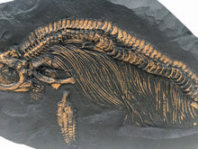 Load image into Gallery viewer, Ichyosaurus skeleton cast 57 inches long replica (TMF ICHTY 57")