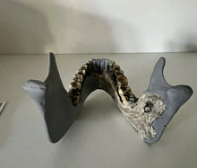 Load image into Gallery viewer, KNM-ER 1813

Homo habilis cast replica Full-size Bone Clones 2026