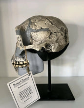 Load image into Gallery viewer, KNM-ER 1813

Homo habilis cast replica Full-size Bone Clones 2026