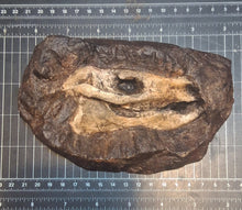 Laden Sie das Bild in den Galerie-Viewer, Eohippus (Hyracotherium) Horse skull cast replica