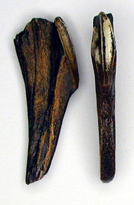 Edmontosaurus Tooth Cast Replica #2 Dinosaur