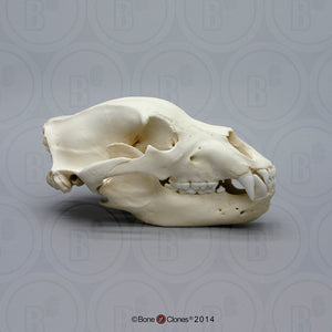Bear: Grizzly Bear skull Cast Replica Bone Clones (updated 2025)