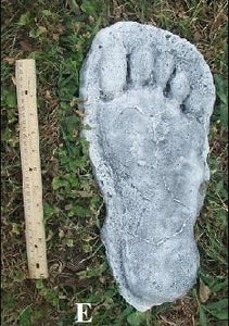 1982 Grays Harbor Hereford Bigfoot print cast "E"