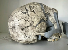 Load image into Gallery viewer, KNM-ER 1813

Homo habilis cast replica Full-size Bone Clones 2026