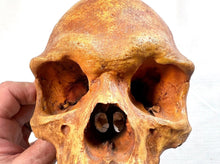 Charger l'image dans la galerie, Human Male Australian Aboriginal Skull Painted
BC-031P Bone Clones (2026)