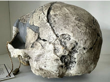 Load image into Gallery viewer, KNM-ER 1813

Homo habilis cast replica Full-size Bone Clones 2026