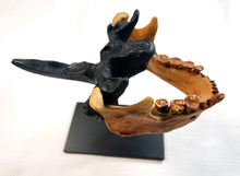 Charger l'image dans la galerie, Human Male Australian Aboriginal Skull Painted
BC-031P Bone Clones (2026)