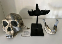 Load image into Gallery viewer, KNM-ER 1813

Homo habilis cast replica Full-size Bone Clones 2026