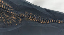 Load image into Gallery viewer, Ichyosaurus skeleton cast 57 inches long replica (TMF ICHTY 57")