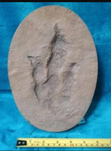 Laden Sie das Bild in den Galerie-Viewer, Grallator species Dinosaur Track #3 cast replica