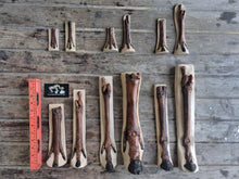 Load image into Gallery viewer, Horse legs and hooves cast replicas (Teaching quality) painted
