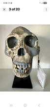 Load image into Gallery viewer, KNM-ER 1813

Homo habilis cast replica Full-size Bone Clones 2026