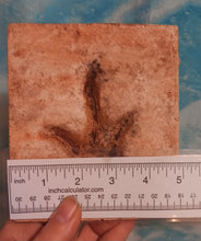 Load image into Gallery viewer, Anomoepus Dinosaur Footprint Track Cast Replica Carnosaur Jurassic Virginia replica