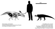 Load image into Gallery viewer, Zuniceratops dinosaur skeleton Rental item