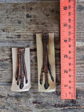 Load image into Gallery viewer, Horse legs and hooves cast replicas (Teaching quality) painted