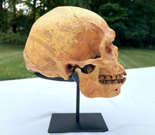 Charger l'image dans la galerie, Human Male Australian Aboriginal Skull Painted
BC-031P Bone Clones (2026)