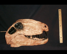 Load image into Gallery viewer, Dimetrodon skeleton cast replica 2025