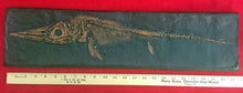 Load image into Gallery viewer, Replica Fossil Ichyosaurus communis skull Cast 23 inches long replica (TMF ICHTY 23")
