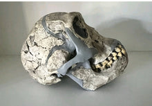 Load image into Gallery viewer, KNM-ER 1813

Homo habilis cast replica Full-size Bone Clones 2026