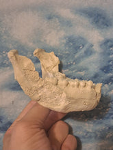 Laden Sie das Bild in den Galerie-Viewer, Lucy Australopithecus afarensis jaw cast replica