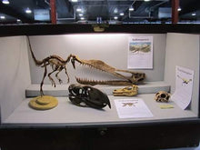 Charger l'image dans la galerie, Dinosaur rental package #2026
