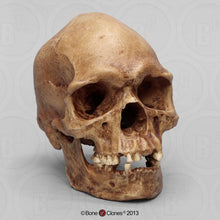 Charger l'image dans la galerie, Human Male Australian Aboriginal Skull Painted
BC-031P Bone Clones (2026)