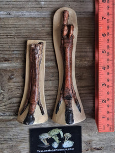 Horse legs and hooves cast replicas (Teaching quality) painted