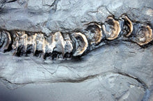 Load image into Gallery viewer, Ichyosaurus skeleton cast 48 inches long replica (TMF ICHTY 48")
