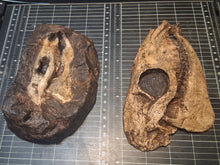 Laden Sie das Bild in den Galerie-Viewer, Eohippus (Hyracotherium) Horse skull cast replica