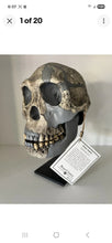 Load image into Gallery viewer, KNM-ER 1813

Homo habilis cast replica Full-size Bone Clones 2026