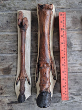 Load image into Gallery viewer, Horse legs and hooves cast replicas (Teaching quality) painted