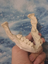 Laden Sie das Bild in den Galerie-Viewer, Lucy Australopithecus afarensis jaw cast replica