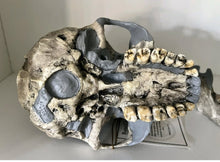 Load image into Gallery viewer, KNM-ER 1813

Homo habilis cast replica Full-size Bone Clones 2026