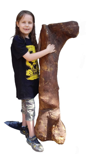 (Half) T.rex femur cast replica #1 Ivan the T-Rex