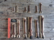 Load image into Gallery viewer, Horse legs and hooves cast replicas (Teaching quality) painted