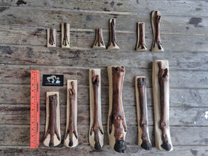 Horse legs and hooves cast replicas (Teaching quality) painted